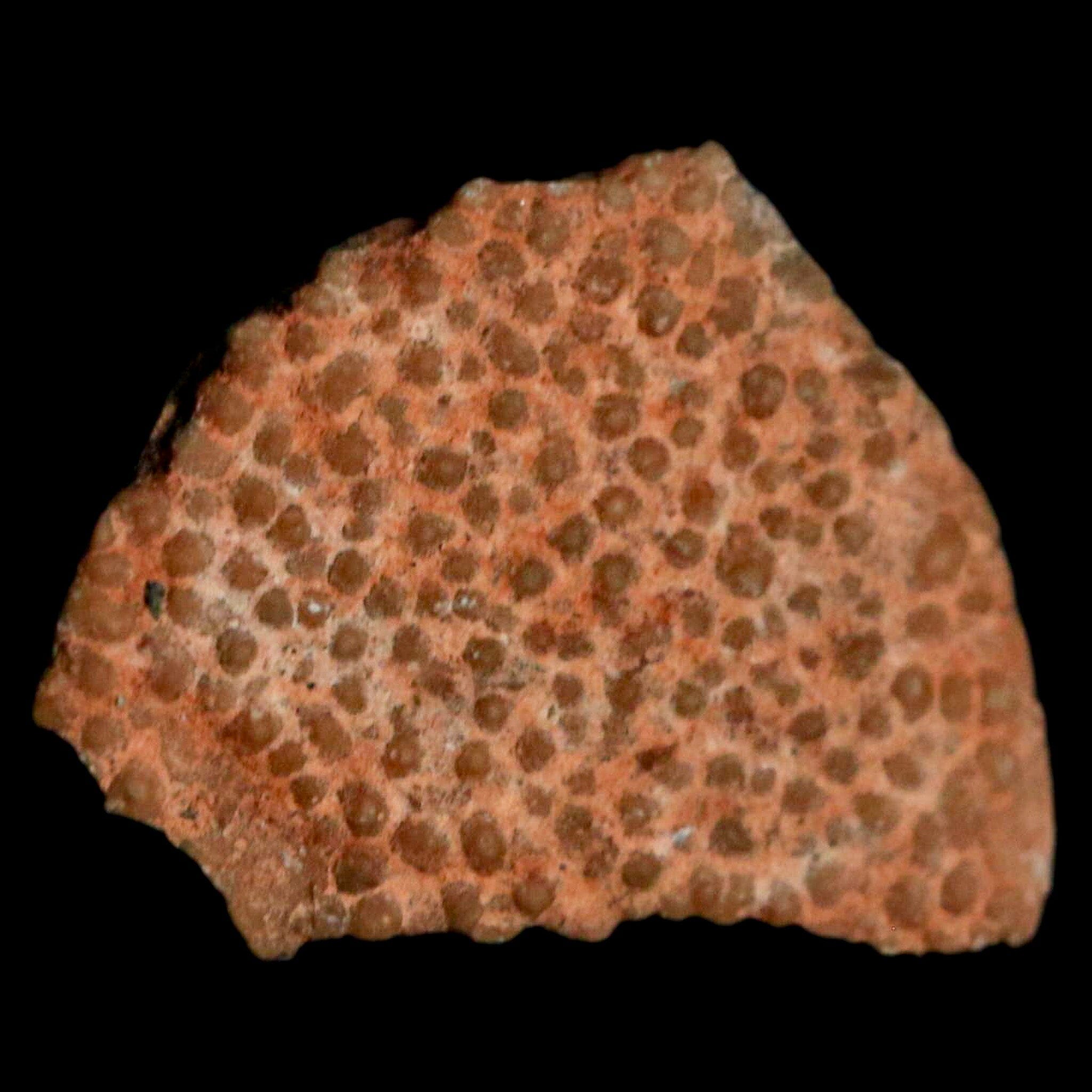 0.5 Megaloolithus Titanosaur Dinosaur Fossil Egg Shell from Bouches-du-Rhone, France - Rare Collectible Specimen for Paleontology Enthusiasts & Museum-Quality Display Decor