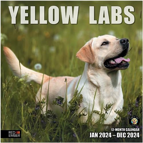 17 - Yellow Labs