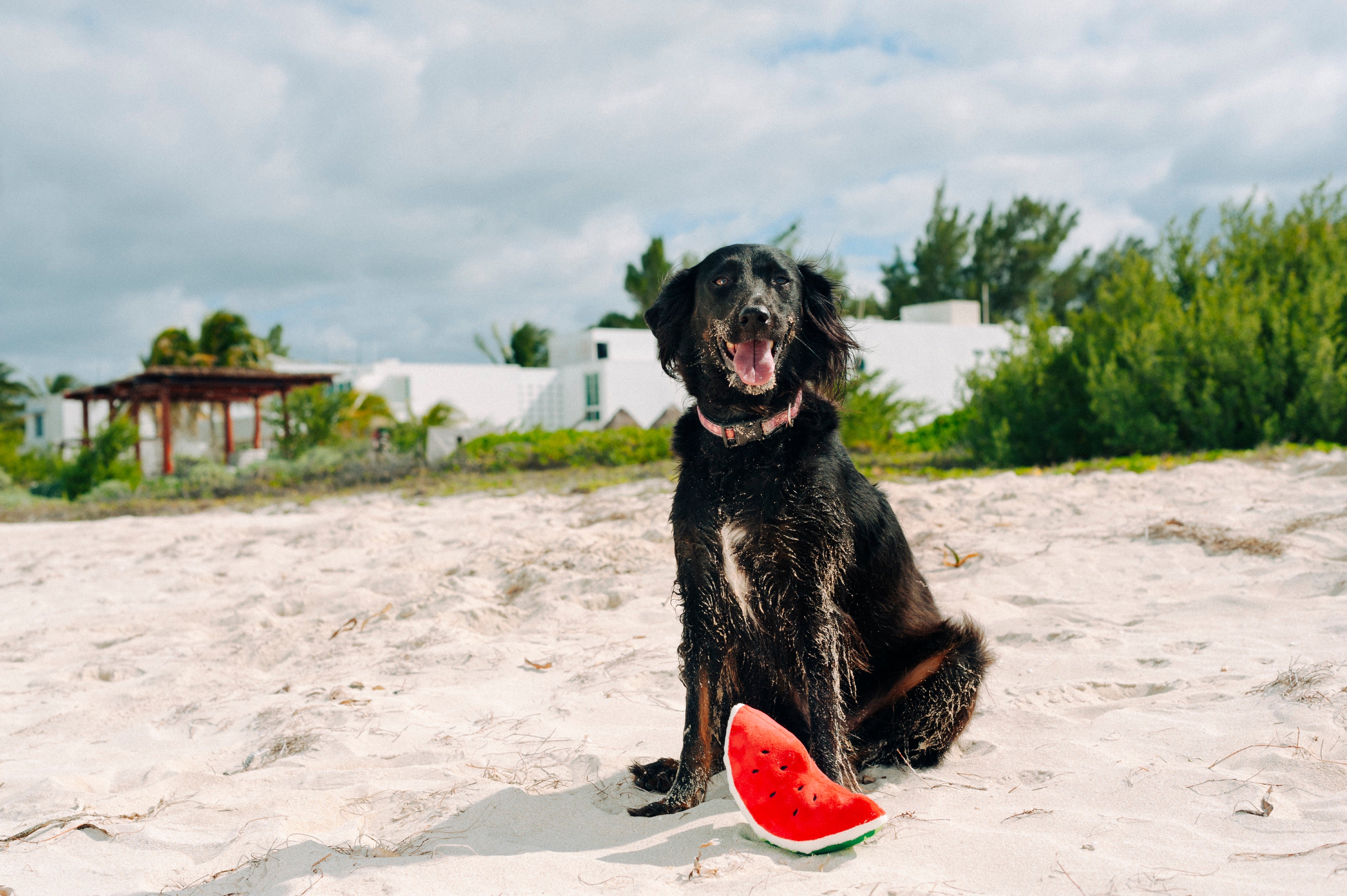 Tropical Paradise™ Watermelon Dog Plush Toy - Durable & Fun Chew Toy for Small & Large Dogs | Perfect for Playtime, Training & Cuddling | Pet P.L.A.Y.