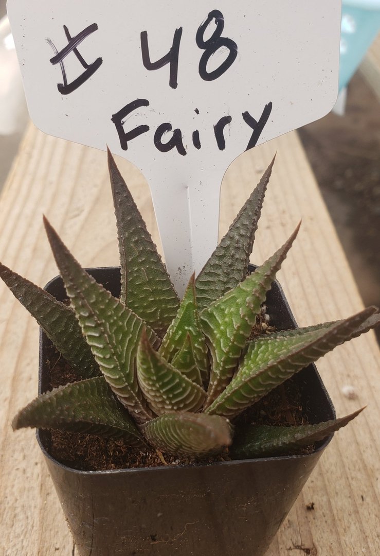 Haworthia Limifolia Fairy Washboard - 48 Pack of Rare Succulent Plants for Home Decor, Office Desk, or Garden Landscaping