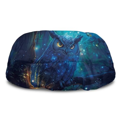 Owl Animal