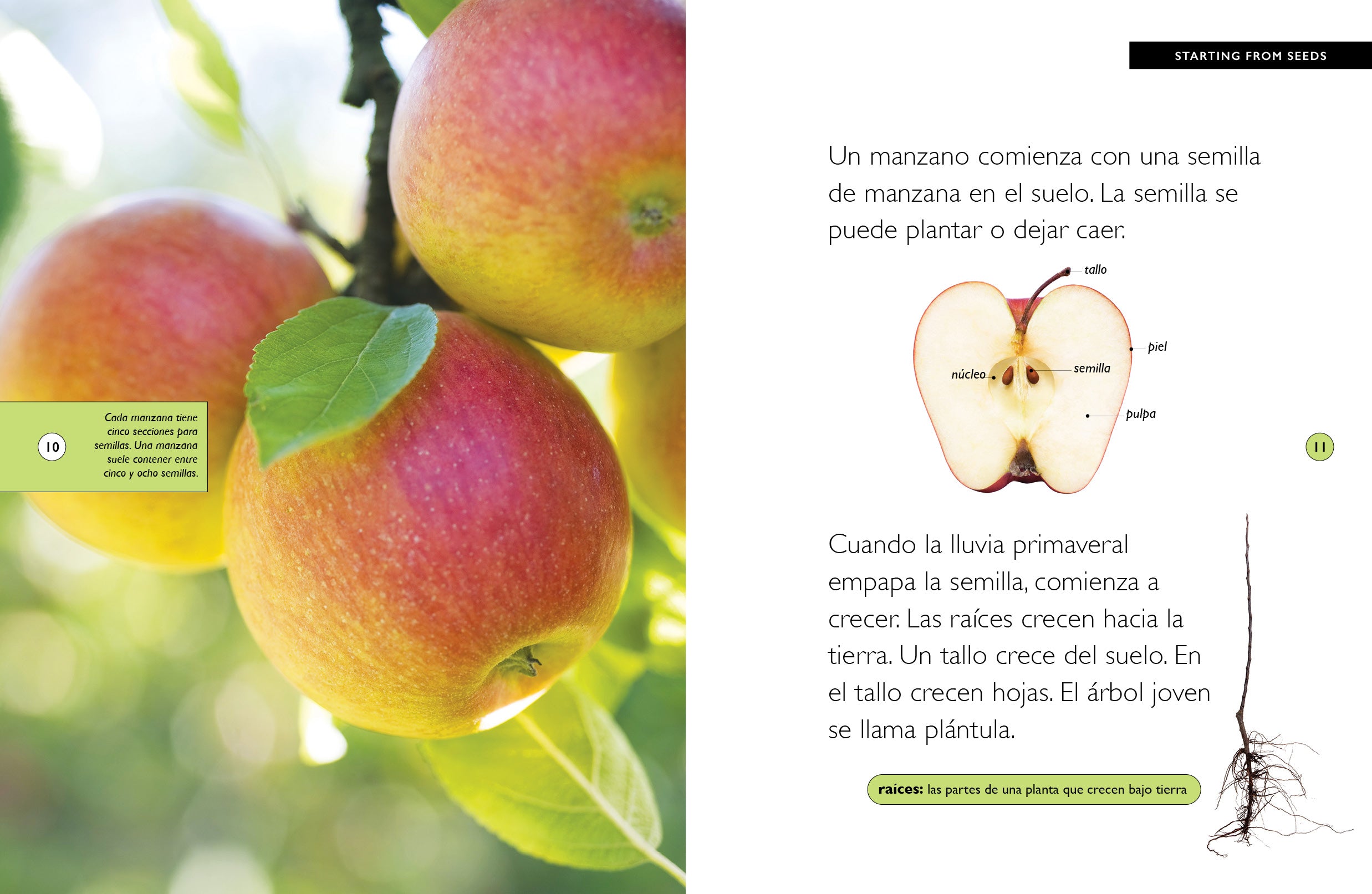 Fresh Red Delicious Apples - Crisp & Juicy, USDA Organic, Perfect for Snacks, Salads & Baking (9798889891147) - Ideal for Healthy Eating, Lunchboxes & Desserts
