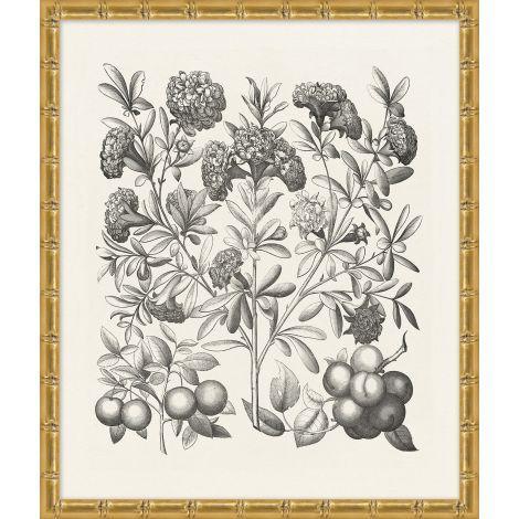 Bessler Black & White Neutral Floral Study 6 Print in Gold Frame - Vintage Botanical Wall Art for Living Room, Bedroom & Office Decor