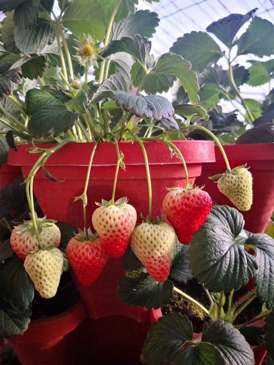 5-Tier Stackable Strawberry & Herb Garden Planter Set - 5 Pack 13x13x5.2 Inch (24 Quart) with 10 Inch Saucers - Terra Cotta Plant Pots for Indoor/Outdoor Vertical Gardening, Balcony Decor & Small Space Planting