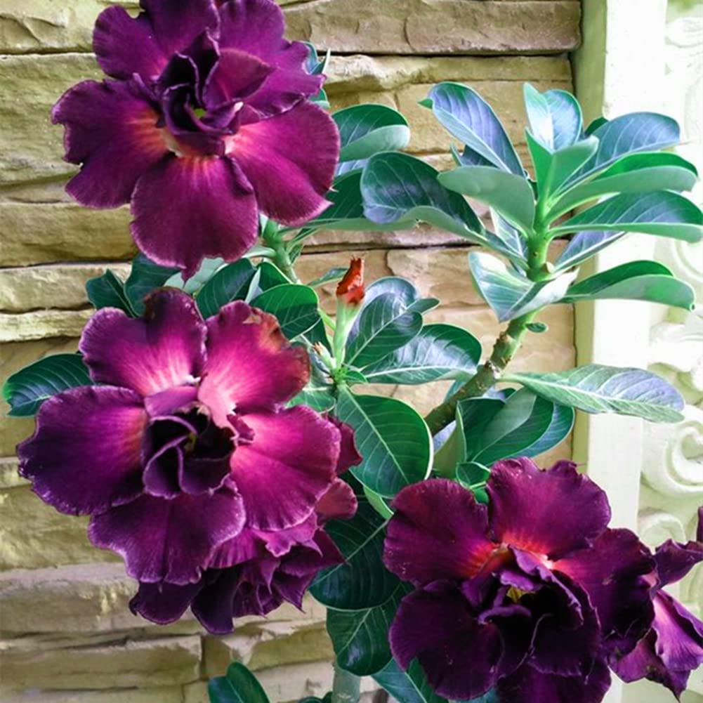 Desert Rose Tubers (Adenium Obesum) - Easy to Grow Perennial Succulent Plants for Pots, Gardens & Home Decor | Perfect Gift for Plant Lovers | Ideal for Indoor/Outdoor Landscaping, Balcony Gardens & Office Decor