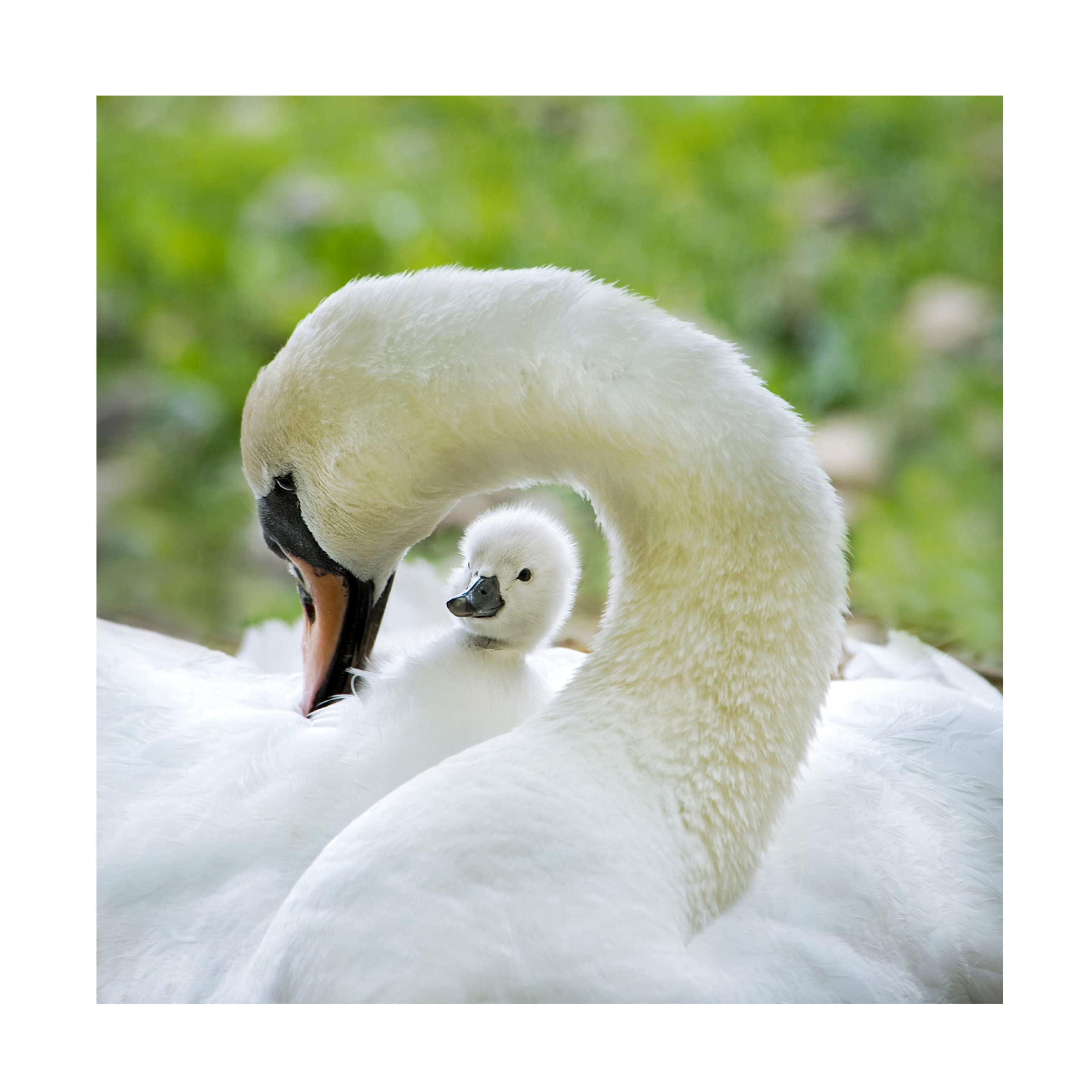 Trademark Fine Art 'Love Surrounds' Canvas Wall Art by Jacky Parker - Romantic Home Decor for Living Room, Bedroom & Office