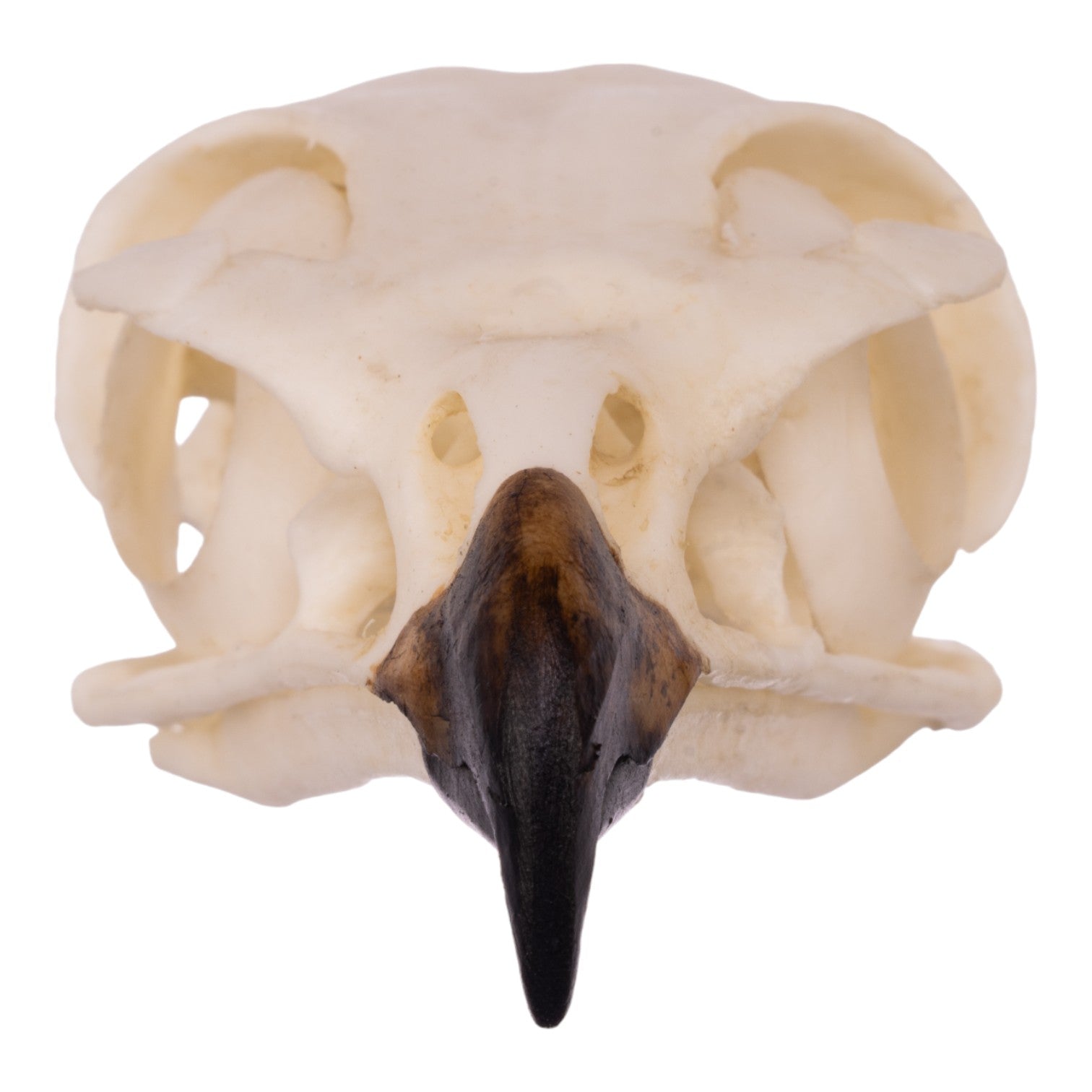 Authentic Replica Red-Tailed Hawk Skull - Lifelike Taxidermy Decoration for Home, Office & Gothic Decor | Halloween, Witchcraft & Nature Study Display
