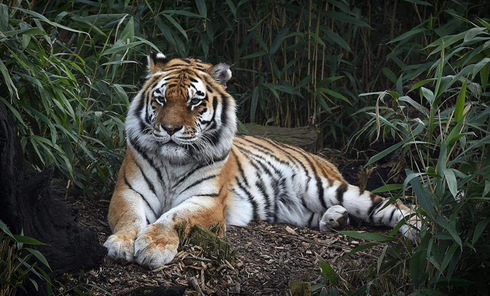 Premium 6000-Piece Wooden Jigsaw Puzzle - Tiger in Bamboo Forest Art for Adults & Kids - 21.8