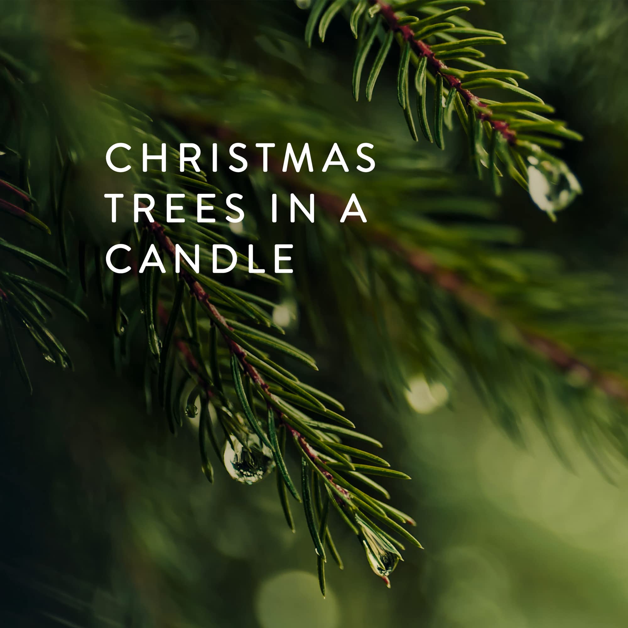 Thymes Frasier Fir Scented Candle - Large 4 Wick (40 oz) - Siberian Fir, Cedarwood & Sandalwood Aroma - Silver Pine Needle Design Home Decor - Perfect for Christmas, Cozy Evenings & Aromatherapy