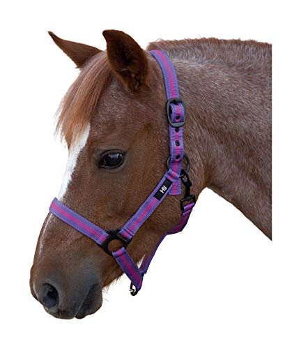 Purple/Fuchsia