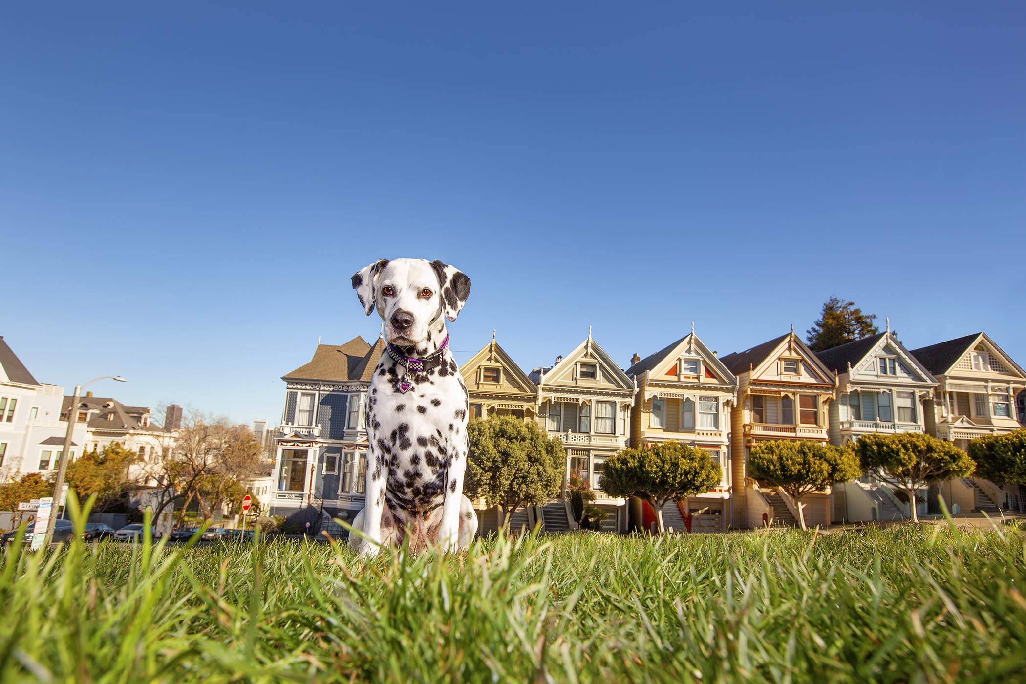 49 Dogs and One Cat: The Insider's Guide to San Francisco Travel Book - Perfect for Tourists, Locals & Pet Lovers Exploring California