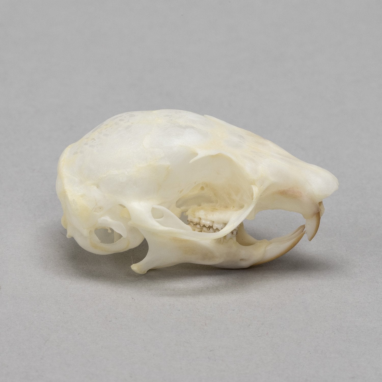 Authentic Real Flying Squirrel Skull Specimen - Taxidermy Oddity for Science Education, Gothic Decor & Unique Collectibles - Perfect for Biology Classrooms, Halloween Displays & Curio Cabinets