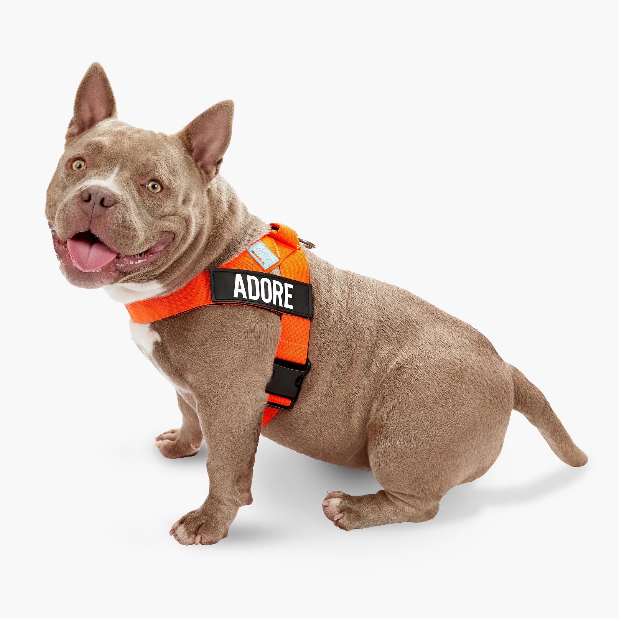Dog Friendly Co. High Visibility Orange Dog Harness - Reflective & Adjustable for Safety - Perfect for Night Walks, Hiking & Outdoor Adventures