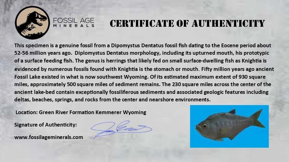 3 Authentic Diplomystus & Knightia Fossil Fish from Green River FM, WY - Eocene Age with COA - Perfect for Science Classrooms, Fossil Collections & Home Decor