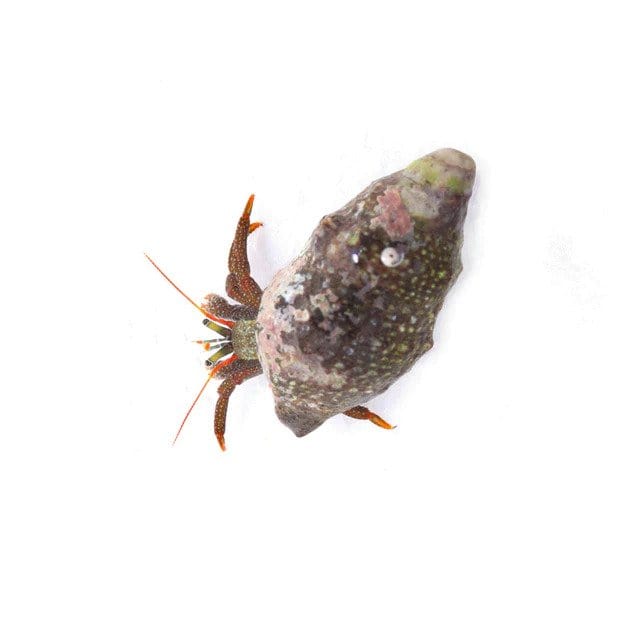 Clean Up Crew Pack (Small) - Natural Aquarium Cleaners for Small Tanks - Perfect for Freshwater & Nano Aquariums