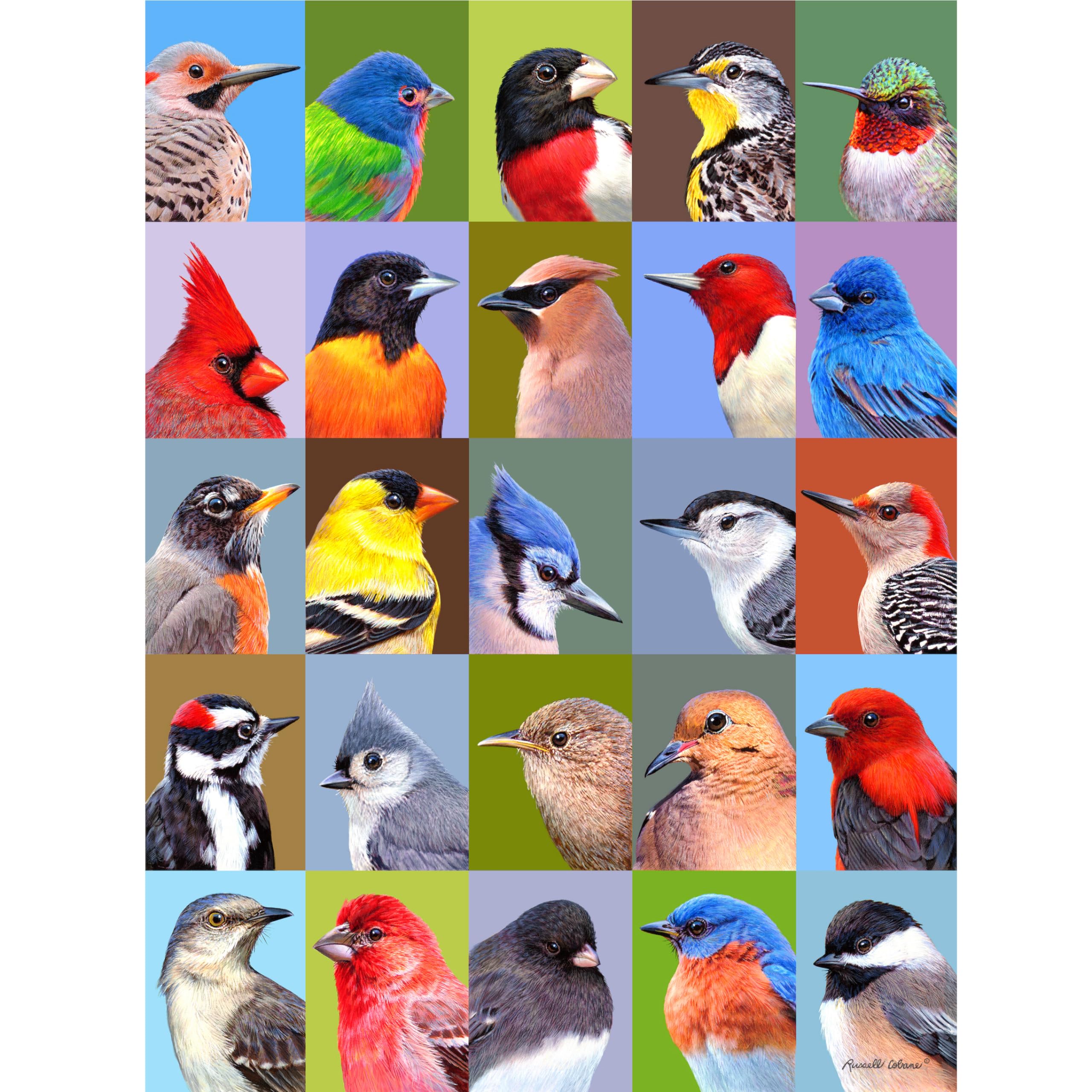 1000 Piece Jigsaw Puzzle - Backyard Bird Friends Collage - Challenging Puzzle for Adults & Kids - Perfect for Family Game Night & Educational Activity