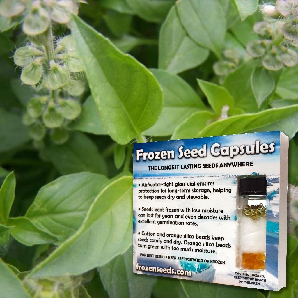 Organic Thai Basil Seeds (Ocimum canum) - 40 Count Capsule for Planting - Grow Fresh Hairy Lemon Basil at Home - Perfect for Asian Cooking, Herb Gardens & Indoor Planting