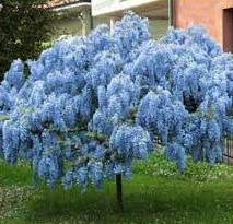 Live Weeping Chinese Blue Wisteria Plant - 1'+ Tall Potted Vine with Cascading Flowers | Perfect for Garden Trellis, Pergolas & Outdoor Landscaping