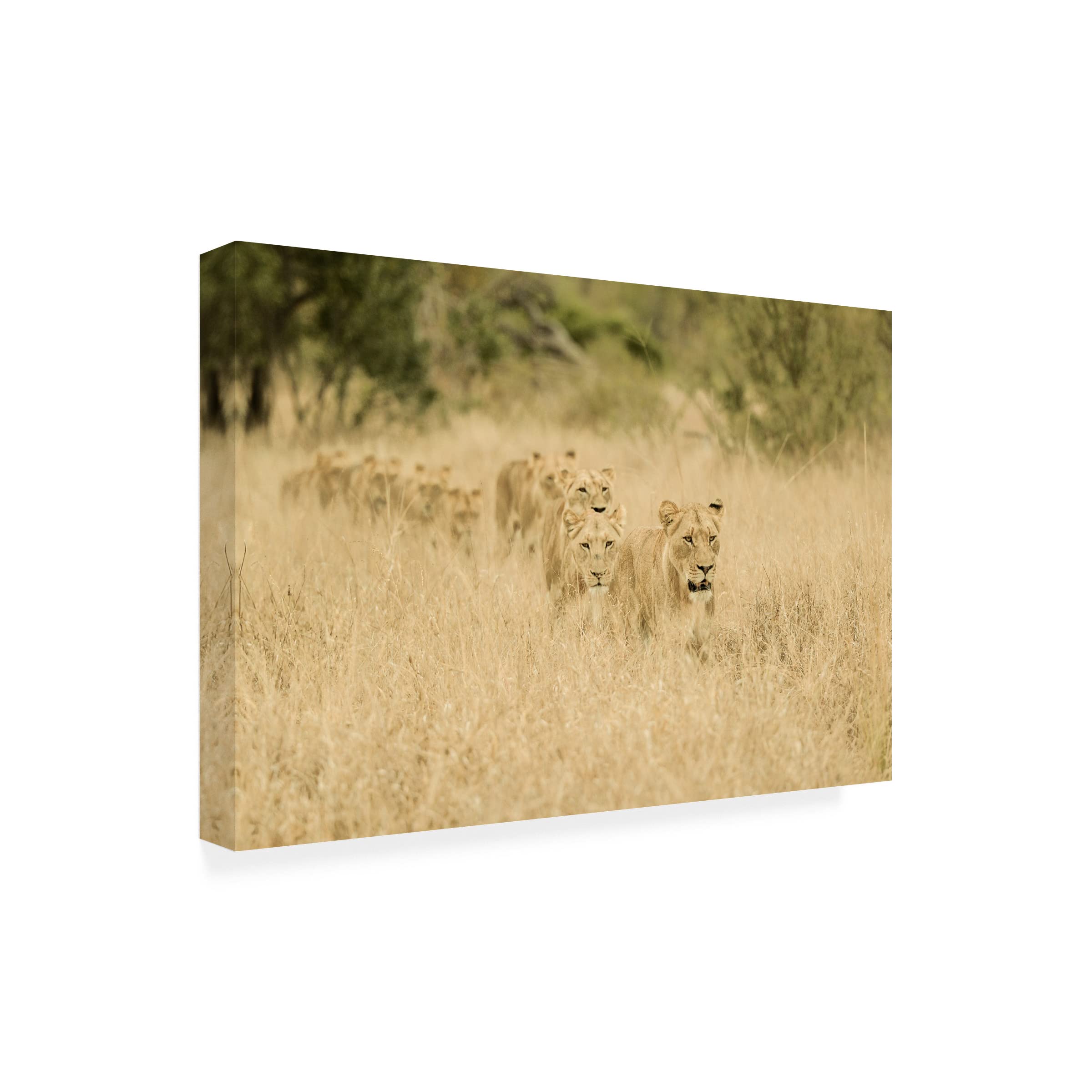 Trademark Fine Art 'Convoy' Canvas Wall Art Print by Mohammed Alnaser - Modern Desert Landscape Painting for Living Room, Bedroom & Office Decor