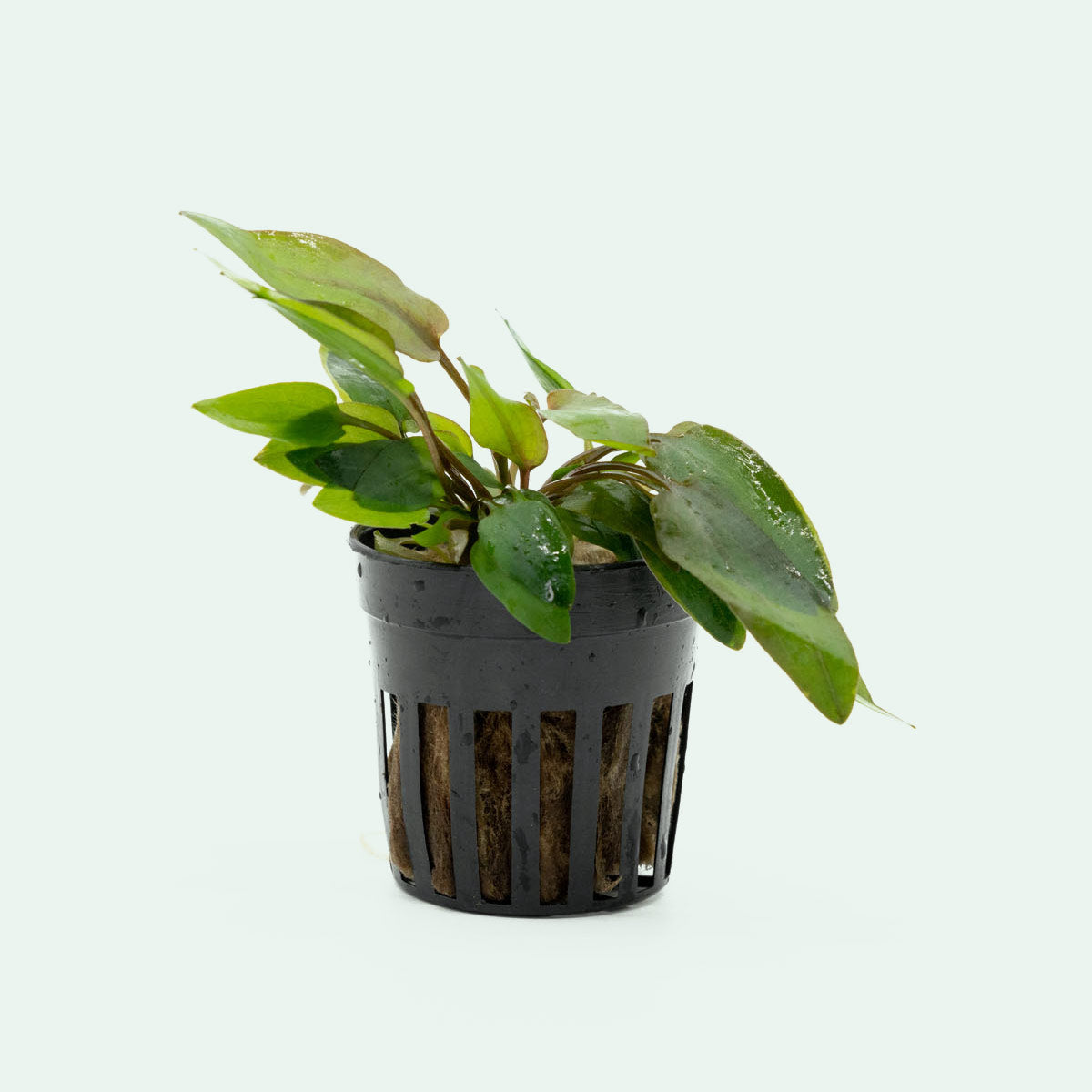 Cryptocoryne Wendtii Pink Live Aquarium Plant - Easy Low Light Aquatic Plant for Freshwater Fish Tanks | Perfect for Aquascaping, Shrimp Tanks & Beginner Aquariums