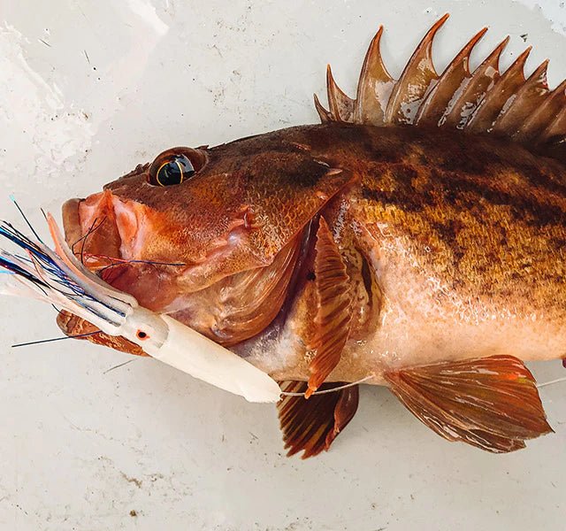 Ahi USA 7 Rock Cod Squid Rigs - Premium Saltwater Fishing Lures for Rock Cod and Squid - Perfect for Deep Sea Fishing and Ocean Angling Adventures