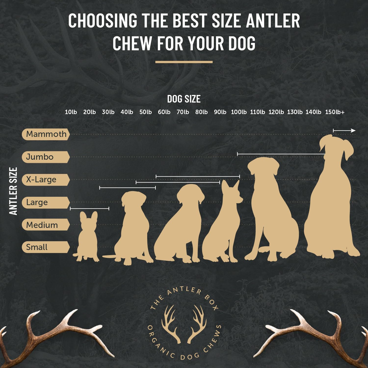 Premium Elk Antler Dog Chews for Large Dogs - Natural Long-Lasting Dental Treats (1lb Box, 3 Whole Pieces) - Perfect for Aggressive Chewers & Teeth Cleaning