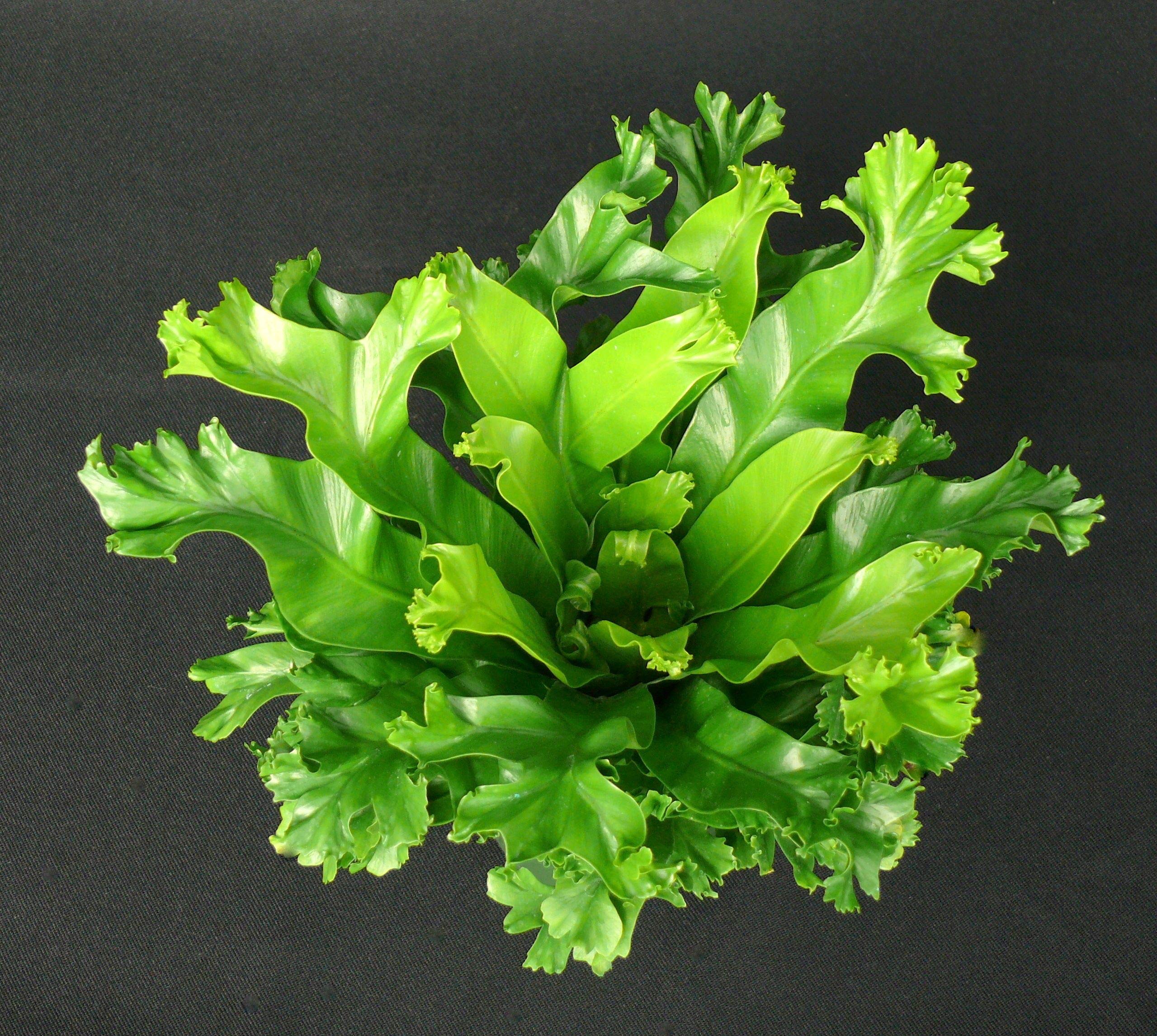 Leslie Crested Japanese Birdsnest Fern - Live Indoor Houseplant in 4 Inch Hanging Pot (Asplenium Antiquum) - Air Purifying Plant for Home, Office & Bathroom Decor