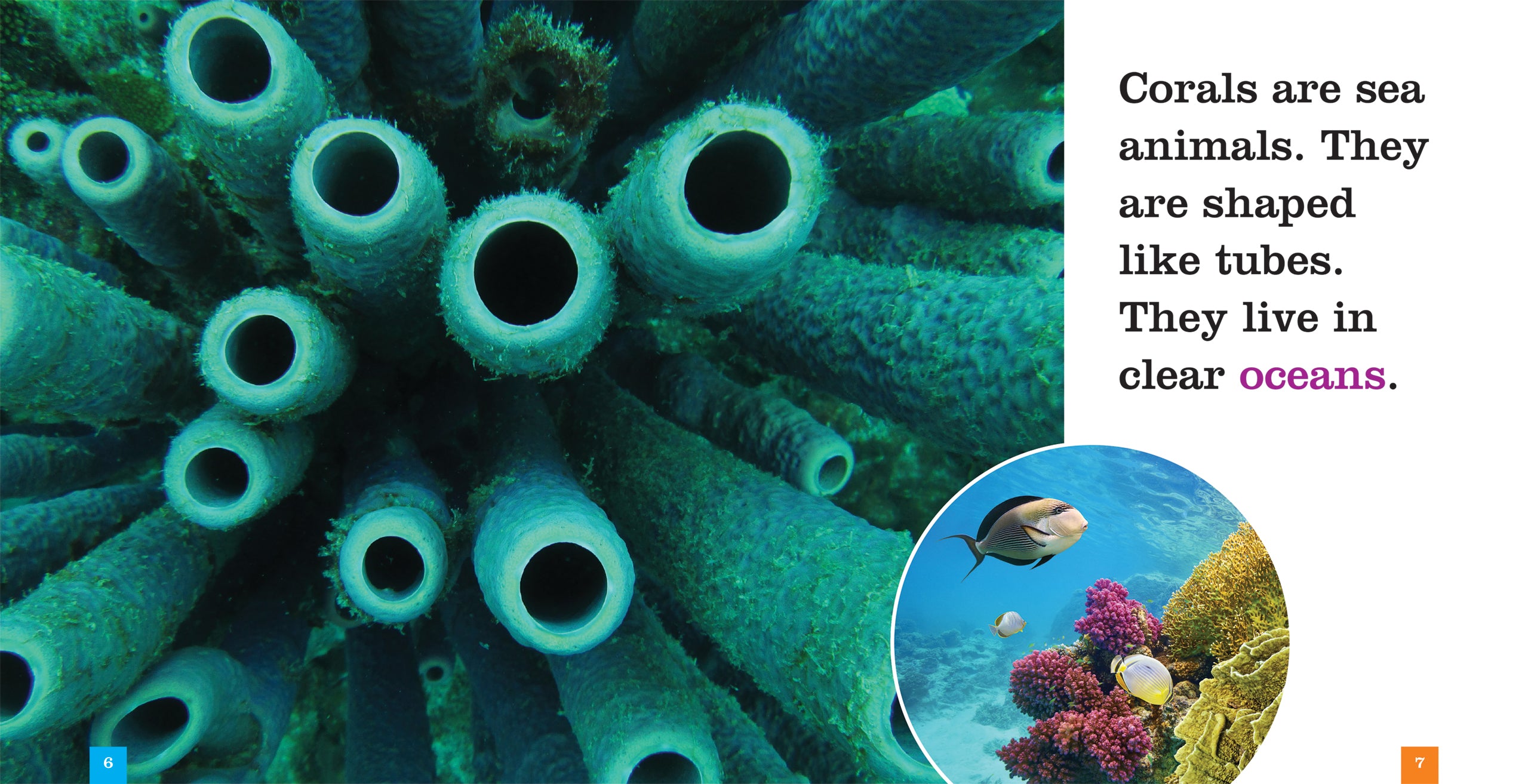 Coral Reefs: A Comprehensive Guide - ISBN 9781608187782 | Perfect for Marine Biology Studies & Ocean Conservation Enthusiasts