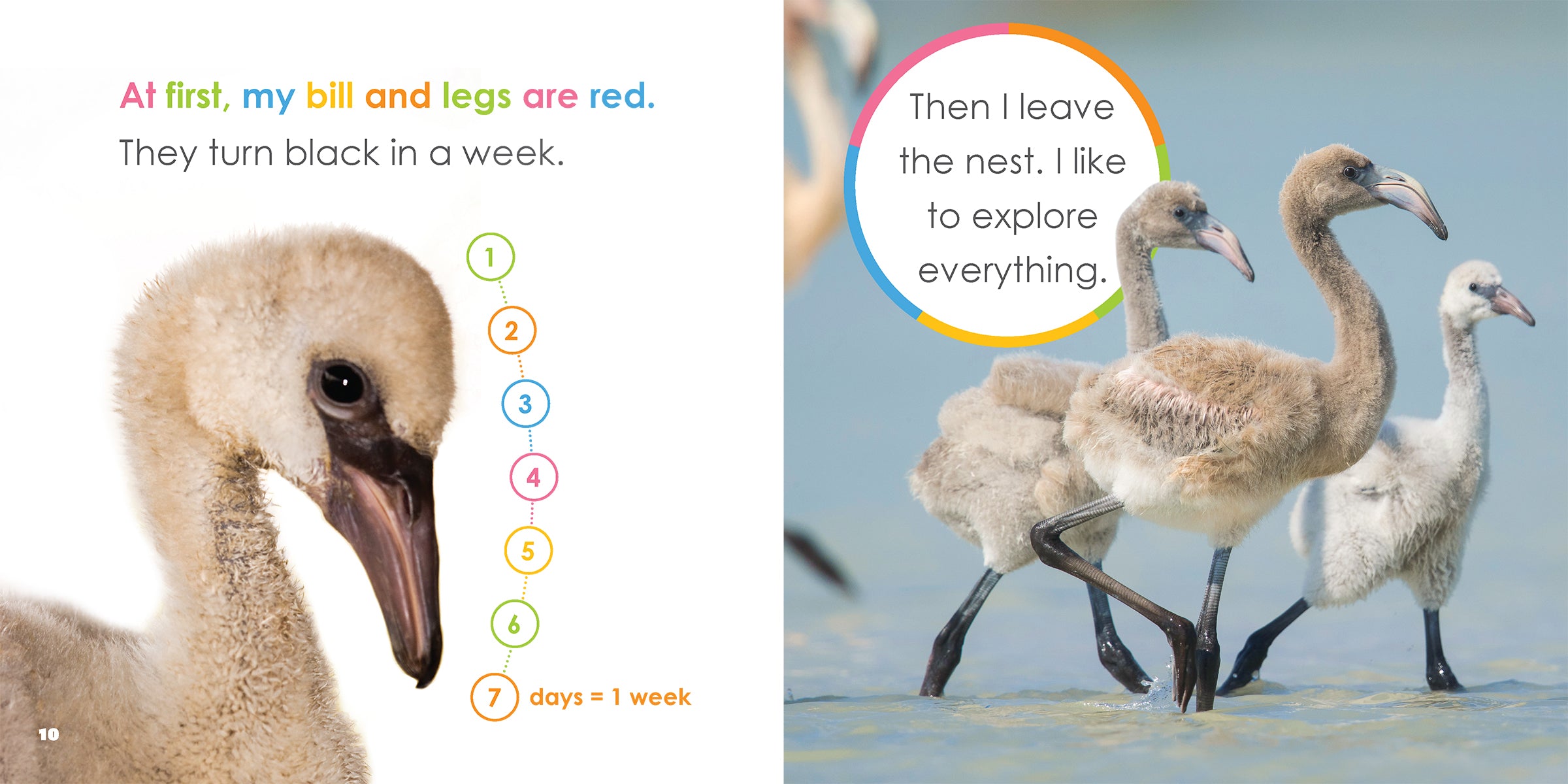 Baby Flamingos Book - ISBN 9781640263475 - Perfect for Kids' Bedtime Stories & Early Learning