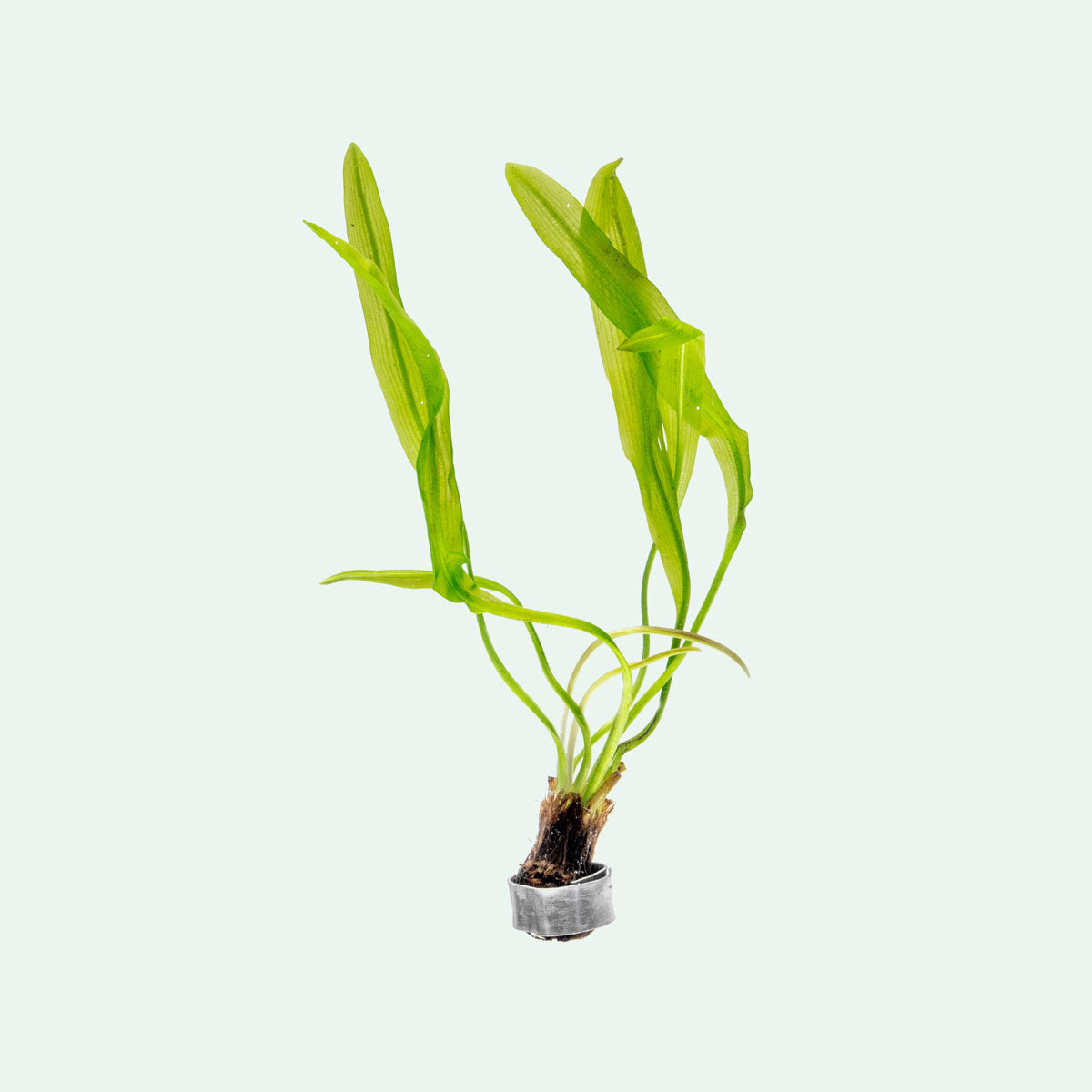 Aponogeton Ulvaceus Madagascariensis - Live Aquatic Plant for Freshwater Aquariums | Perfect for Fish Tanks, Aquascaping, and Water Gardens