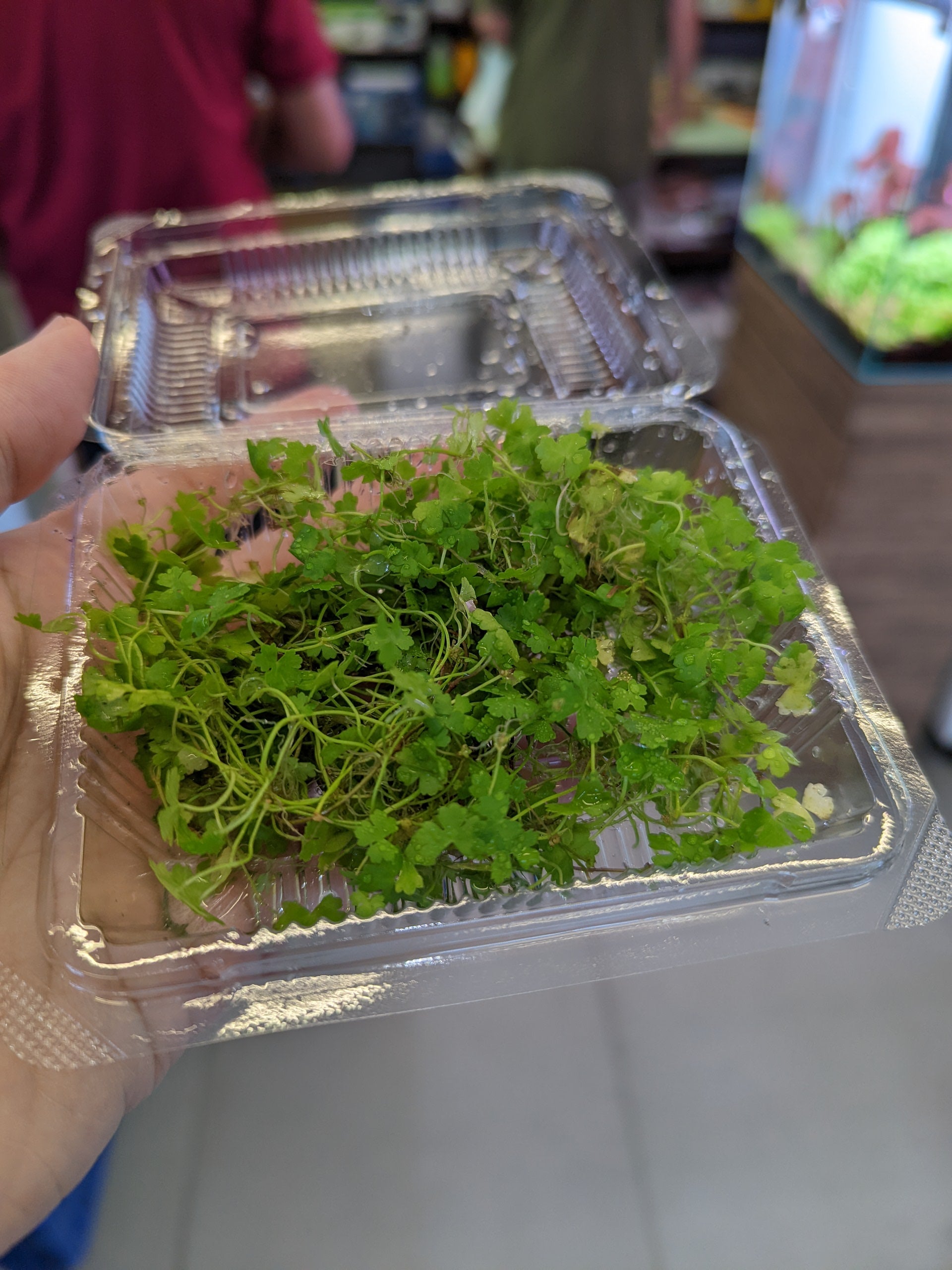 TCulture Hydrocotyle Tripartita Aquatic Plant (10 x 8cm) - Perfect for Aquascaping, Fish Tanks & Freshwater Aquariums
