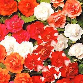 Impatiens Double Carousel Mix - 100 Premium Flower Seeds for Vibrant Garden Beds, Hanging Baskets & Container Gardening