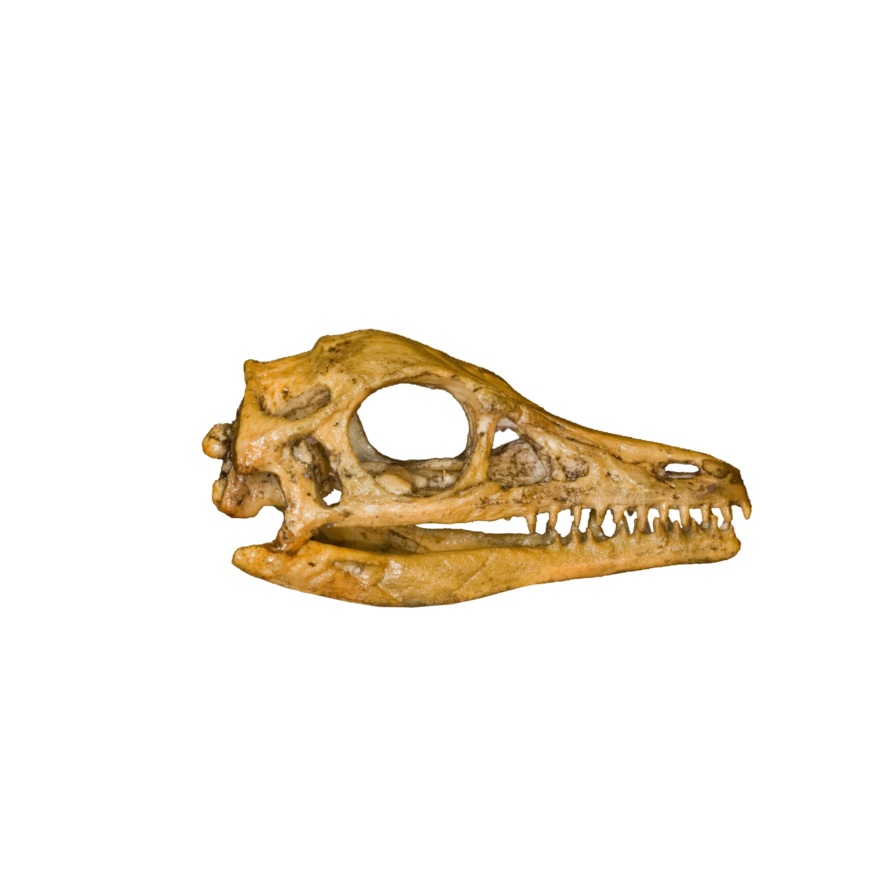 Authentic Replica Archaeopteryx Skull - Dinosaur Fossil Collectible for Home Decor, Classroom Display & Paleontology Study - Perfect for Science Enthusiasts & Fossil Collectors