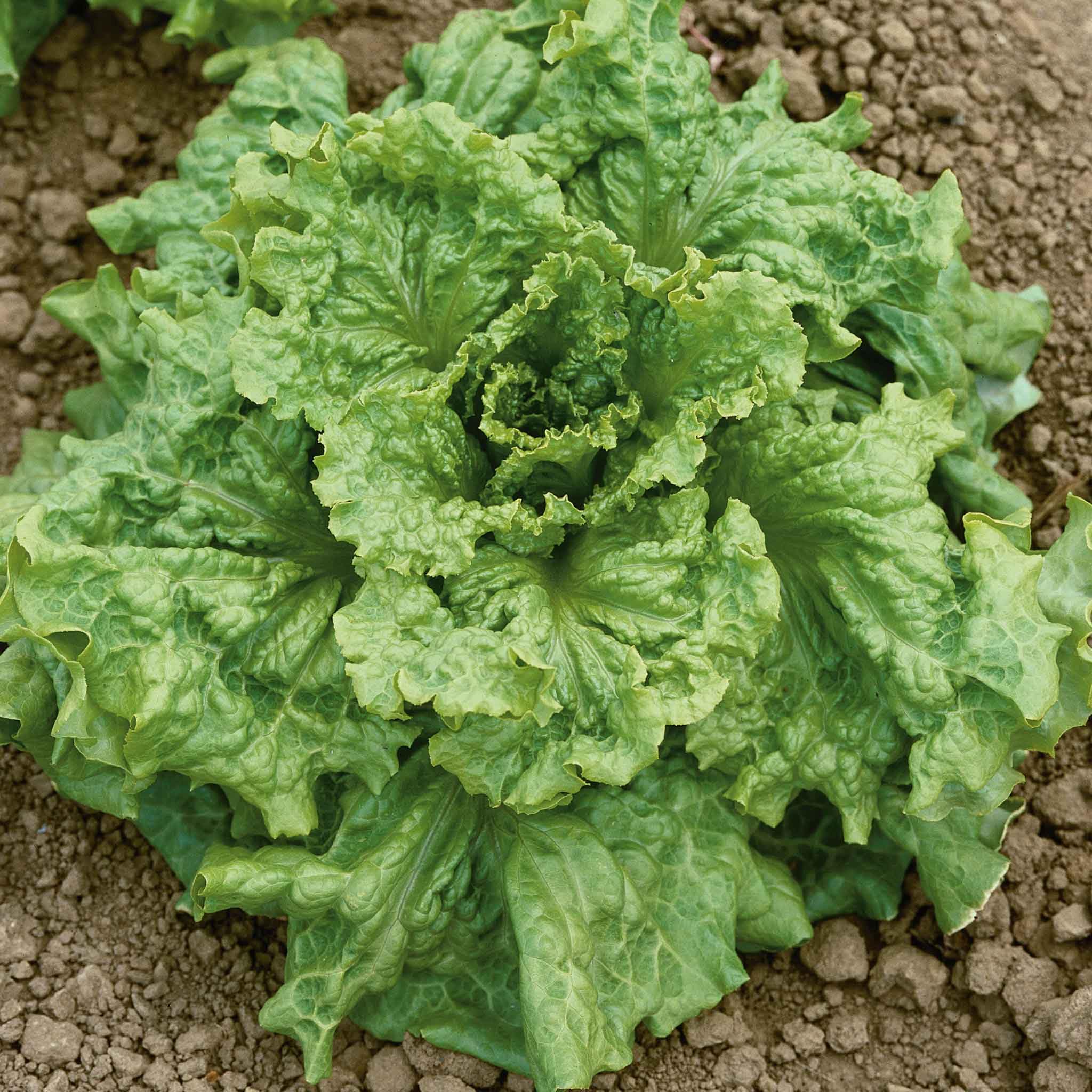 Eden Brothers Black Seeded Simpson Lettuce Seeds - 1 lb Non-GMO Heirloom Vegetable Seeds for Planting | Cool Season Gardening, Low Maintenance, Fast Growing | Perfect for Salads, Home Gardens & USDA Zones 2-10