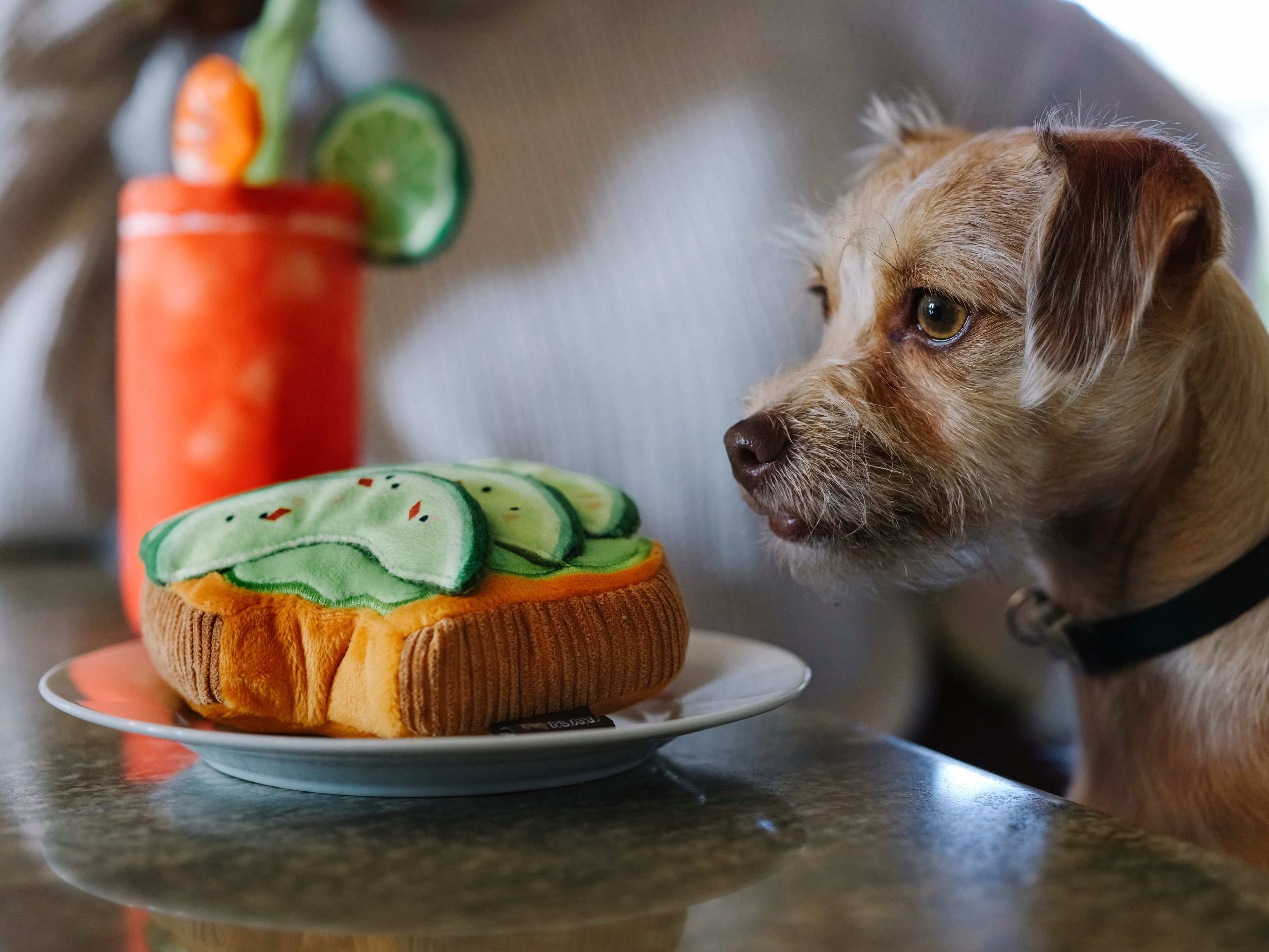 Avocado Toast Plush Dog Toy - Barking Brunch™ Soft Chew Toy for Dogs | Pet P.L.A.Y. | Perfect for Playtime, Training & Cuddling