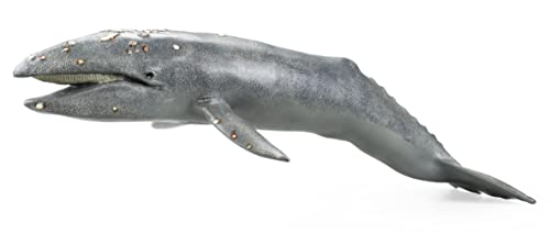 Gray Whale
