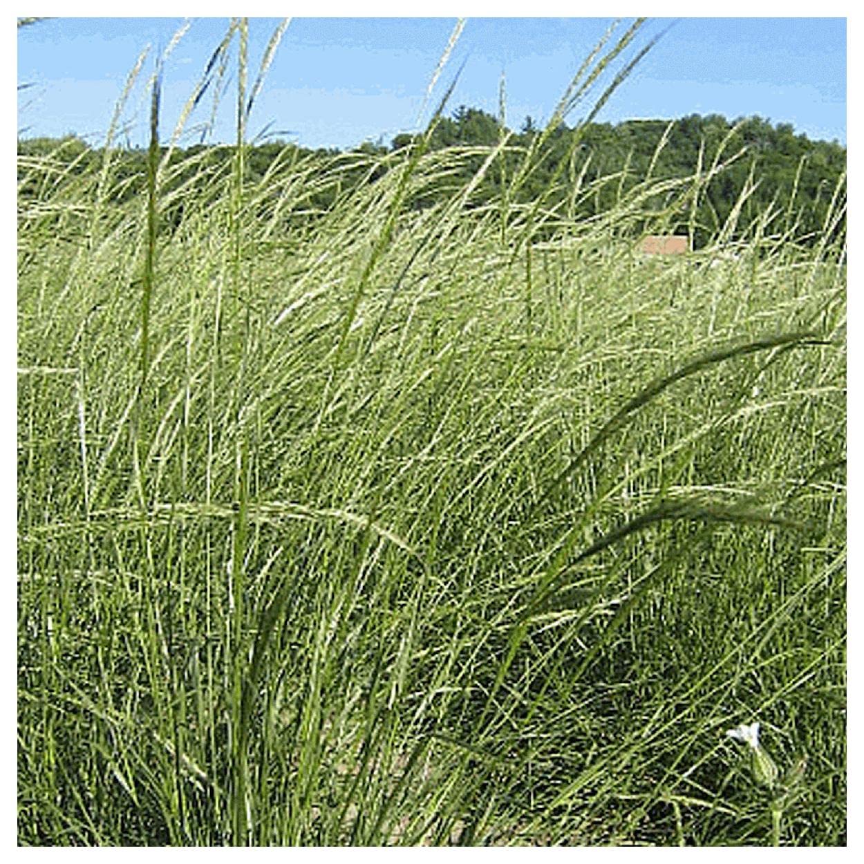 Everwilde Farms - 1/4 Lb Green Needle Grass Native Grass Seeds - Gold Vault Packaging - Drought Resistant Lawn & Erosion Control for Landscaping, Meadows & Wildlife Habitats