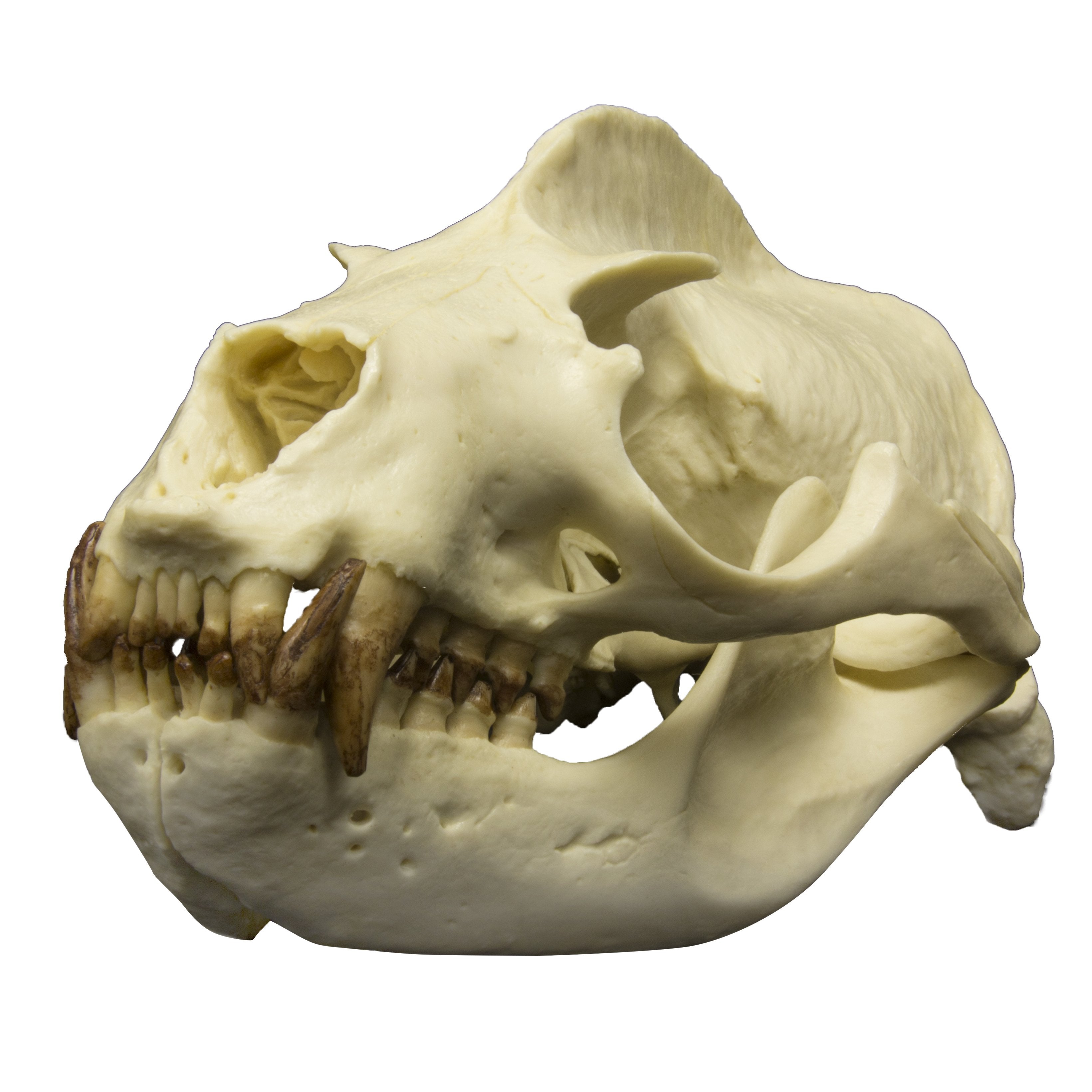 Authentic Replica California Sea Lion Skull - Male - Perfect for Marine Biology Study, Home Decor & Educational Displays