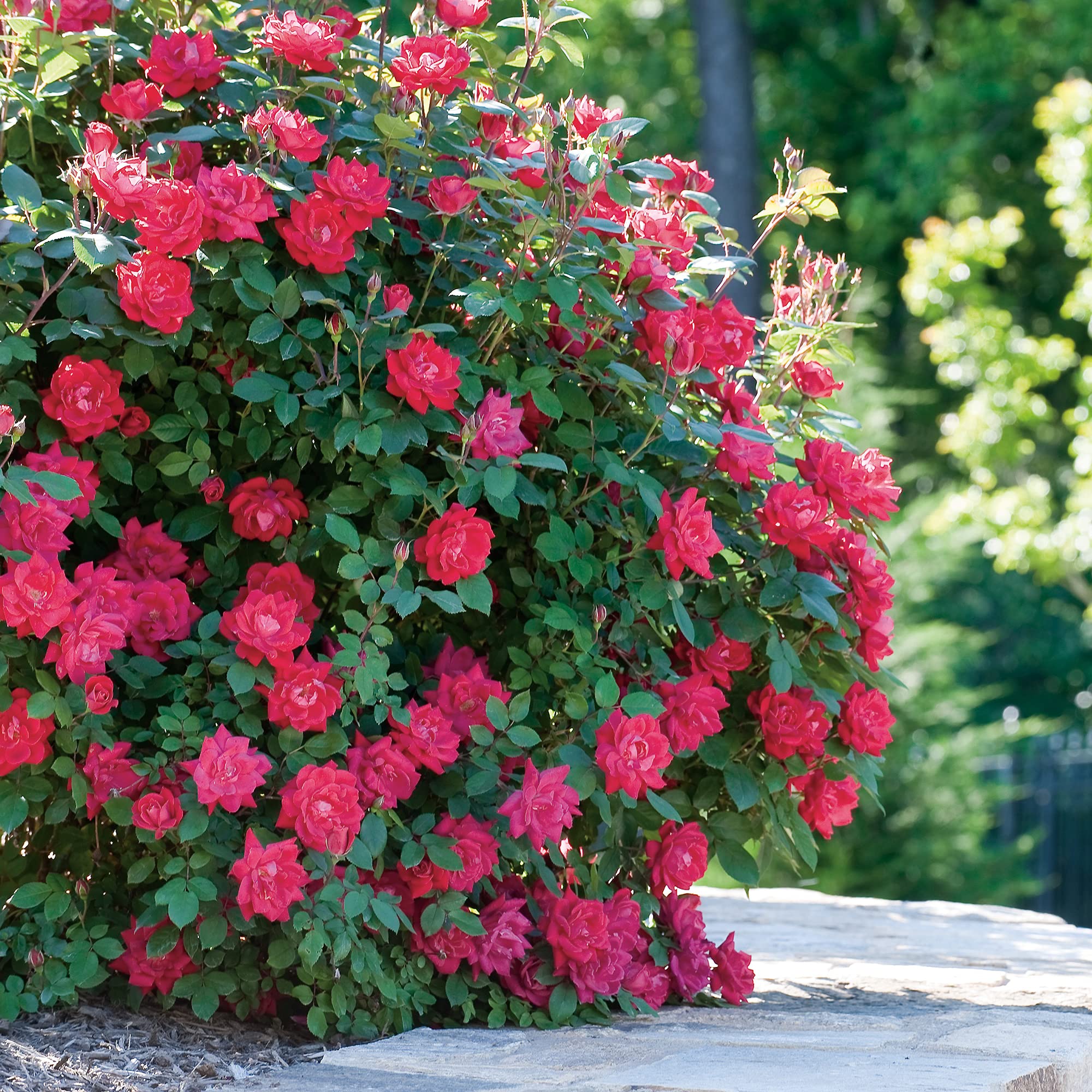 Double Rose Bush - 2 Gallon Size with Vibrant Red Blooms (Double Red) - Perfect for Garden Landscaping, Patio Decor, and Outdoor Planting