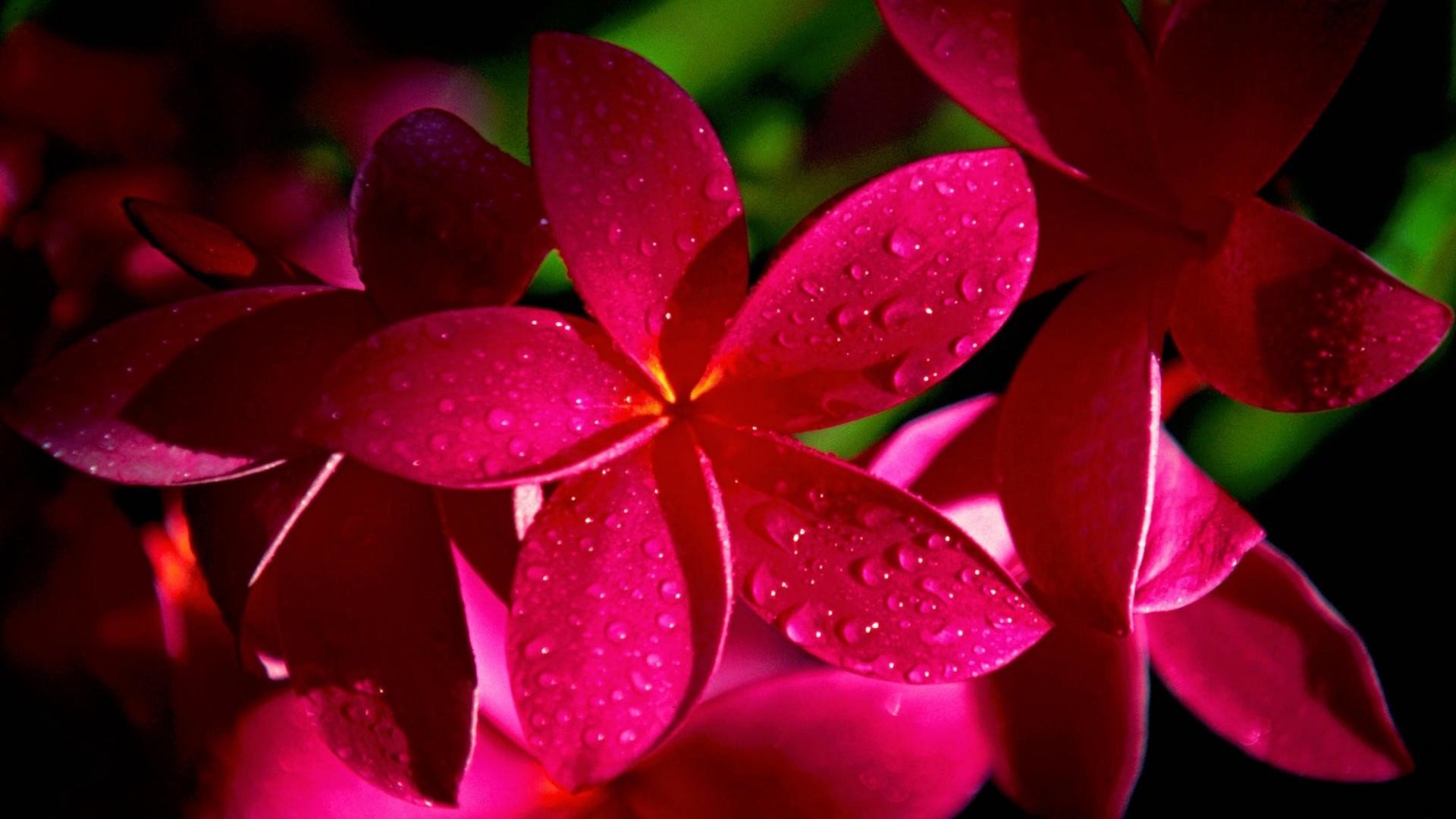 8 Hawaiian Live Plumeria Tree Cuttings - 2 White, Pink, Red, Yellow (9