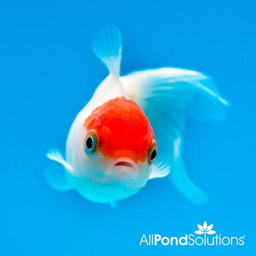Premium Red Cap Oranda Goldfish (Carassius auratus) - Stunning Aquarium Centerpiece for Home & Office Decor
