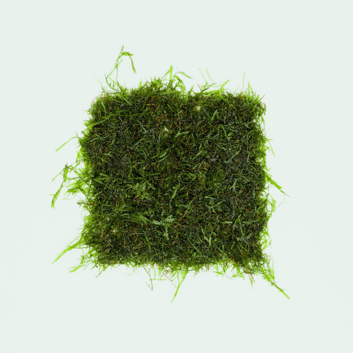Premium Java Moss Large Mat for Aquarium - Live Aquatic Plant for Fish Tank Decoration, Shrimp Habitat & Natural Filtration | Perfect for Freshwater Tanks, Aquascaping & Breeding Environments