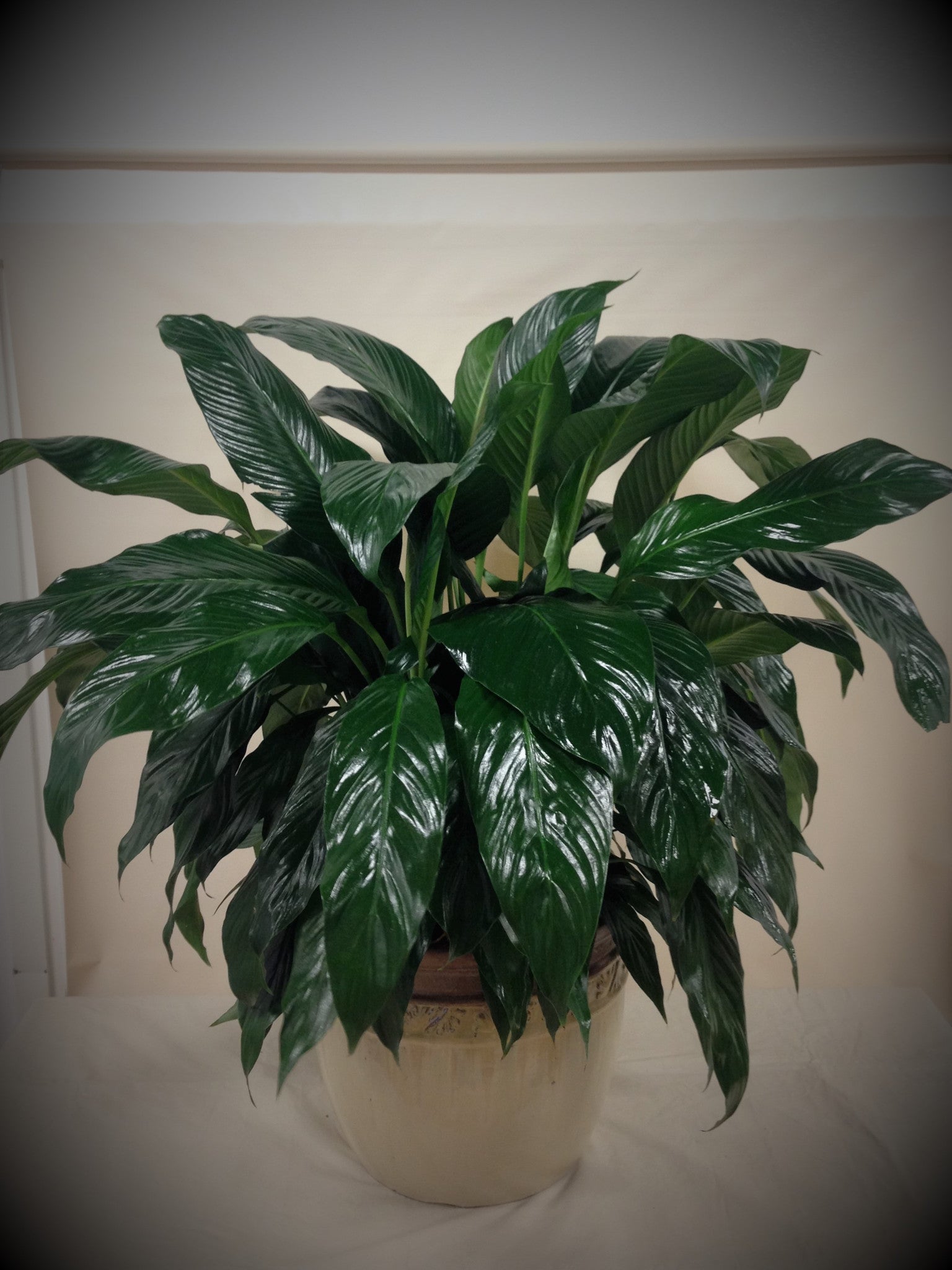 Large Peace Lily in Ceramic Pot - Perfect Indoor Plant for Home, Office, or Gift - Low Light Houseplant for Air Purification and Decor