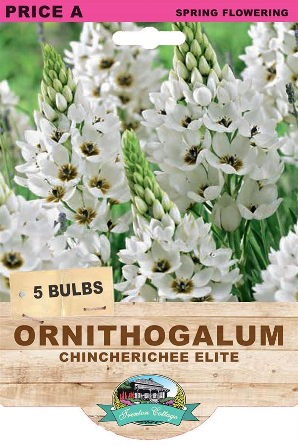 Ornithogalum 'Chincherinchee Elite' Bulbs - Exotic Star of Bethlehem Flower for Garden & Bouquets | Perfect for Borders, Containers & Cut Flower Arrangements