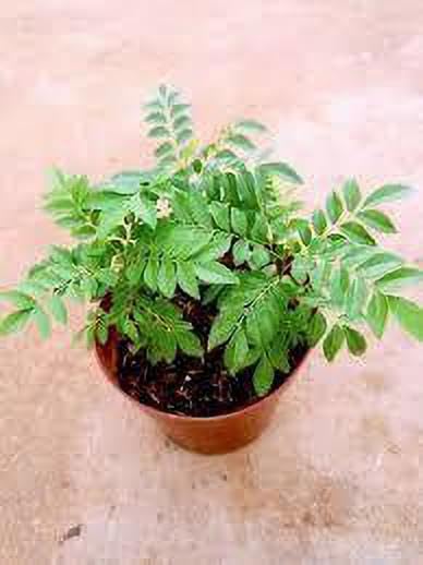Organic Curry Leaf Plant (Murraya Koenigii) - Fresh Live Herb for Cooking, Ayurvedic Remedies & Home Gardening - Perfect for Indian Cuisine, Herbal Teas & Natural Health Benefits