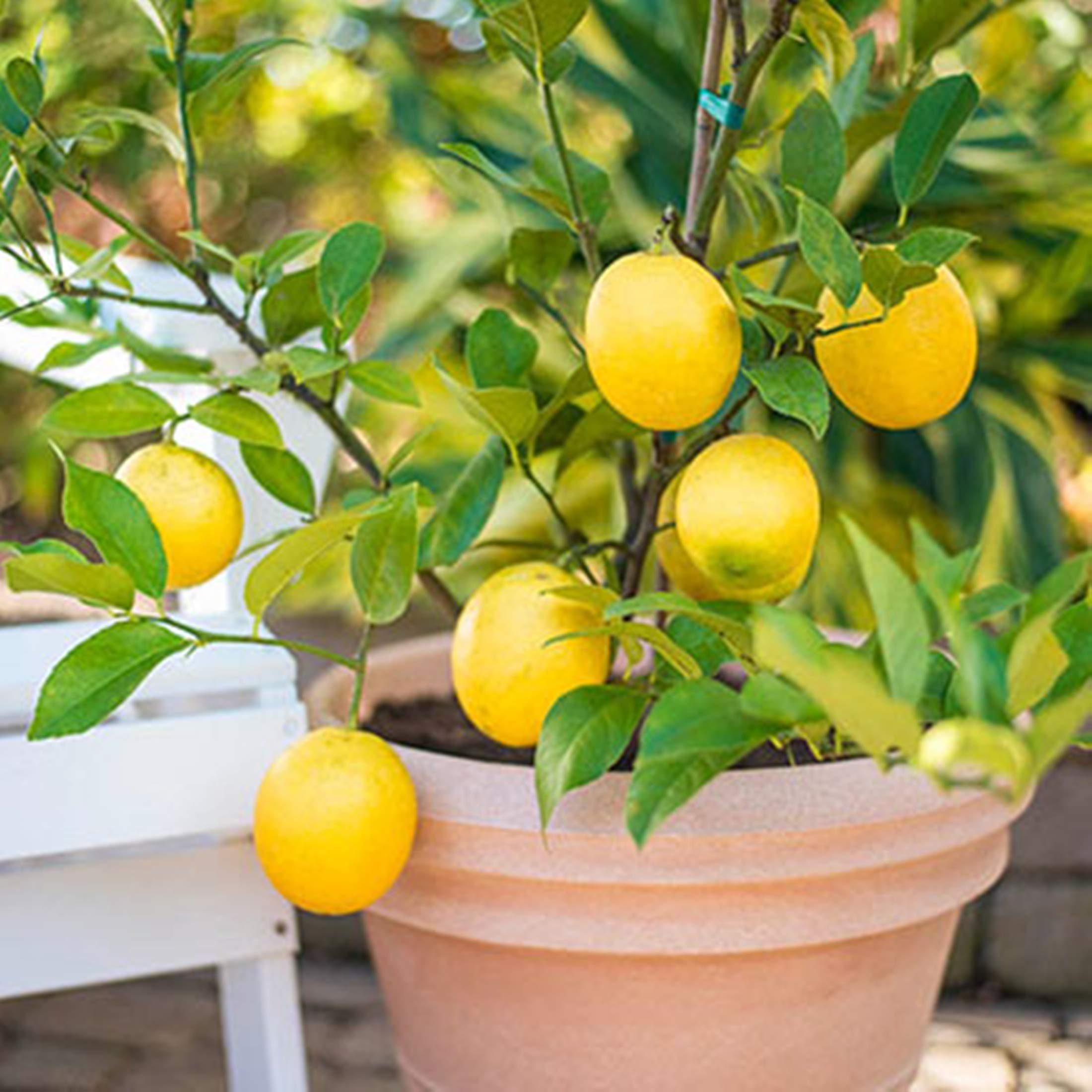 2-3 Foot Meyer Lemon Tree in 3.5 Gallon Grower's Pot - Dwarf Fruit Tree for Home Garden, Patio & Indoor Planting | Perfect for Fresh Lemonade, Cooking & Decor