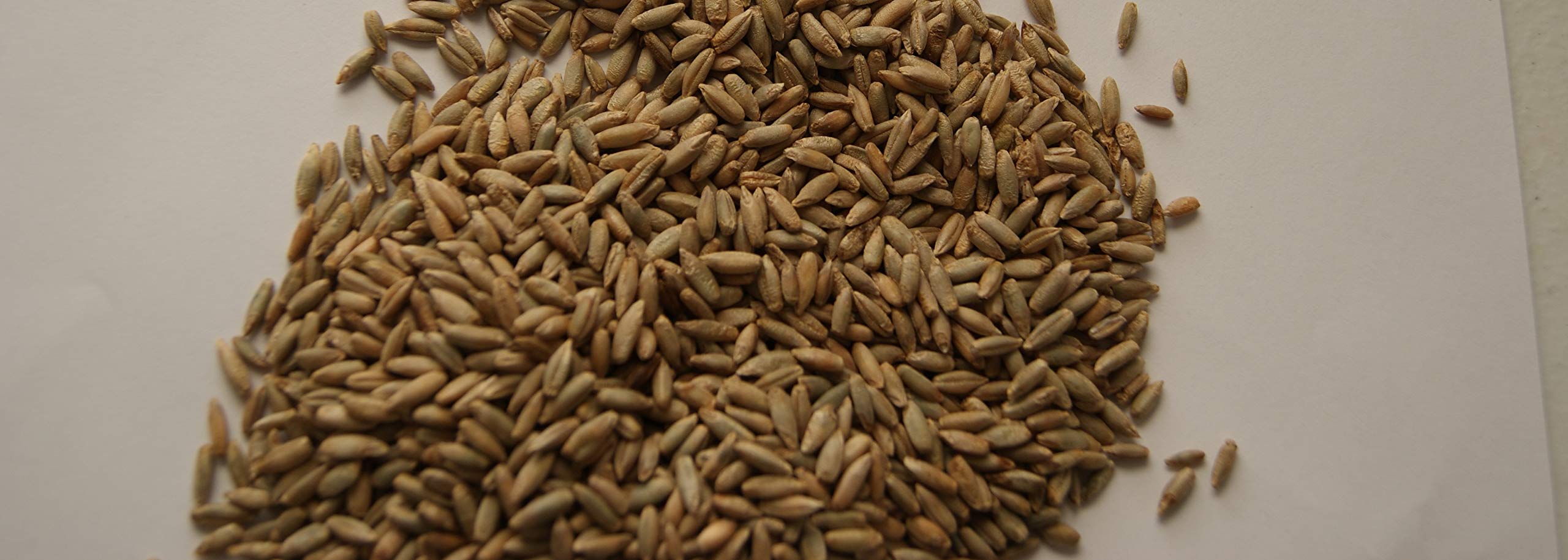 10 lb Rye Seeds for Deer Wildlife Food Plots - Organic Cover Crop & Forage Seed for Hunting, Soil Erosion Control & Sustainable Farming - Perfect for Fall Planting & Wildlife Attraction