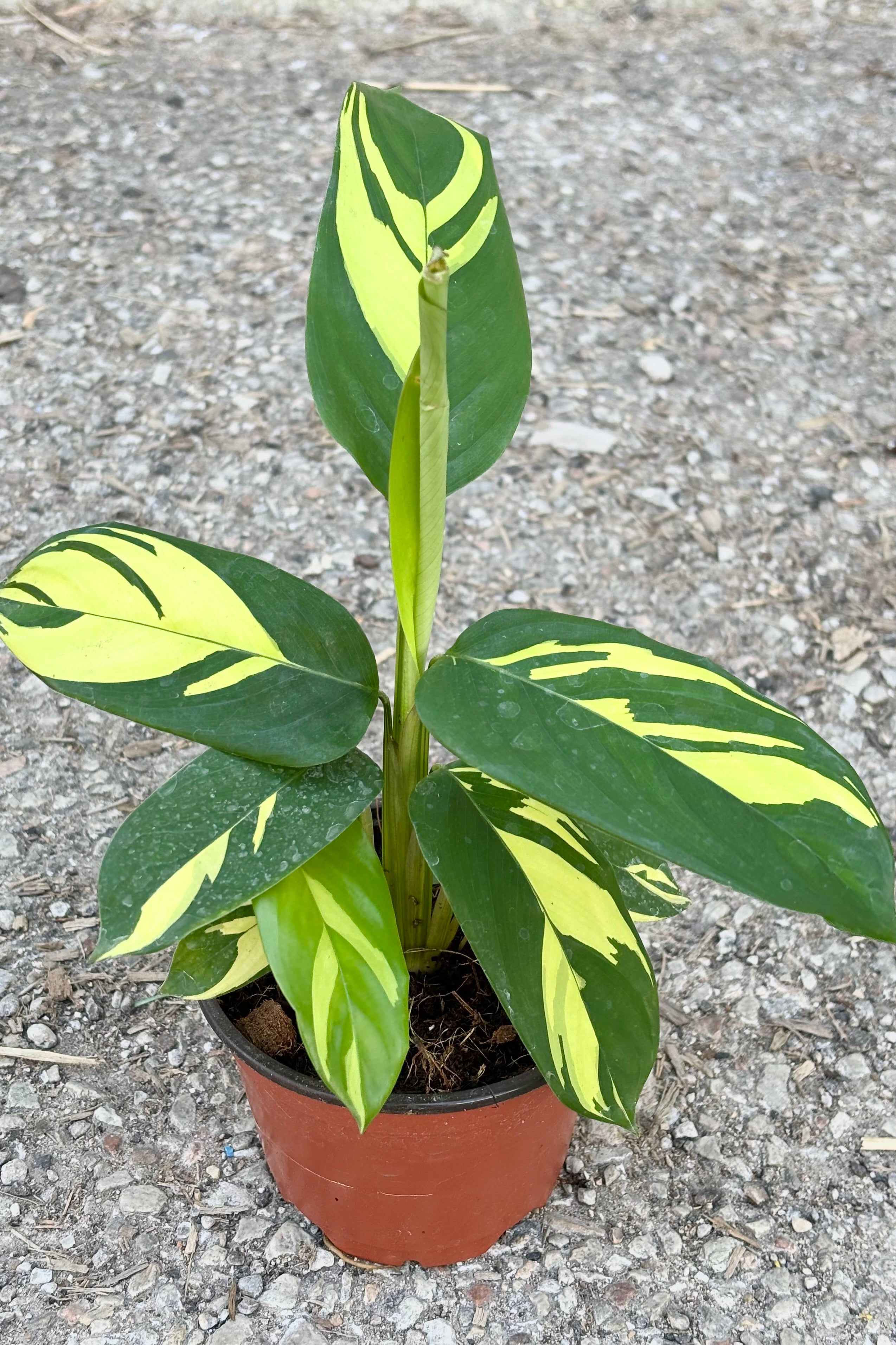Buy Ctenanthe Lubbersiana - 4