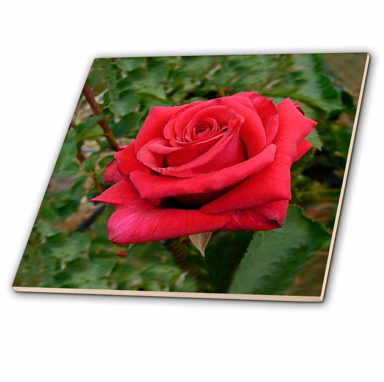 3Drose Red HT Rose Ceramic Tile - 4 Inch Decorative Ceramic Tile for Kitchen Backsplash, Bathroom Wall Decor, DIY Craft Projects & Home Improvement
