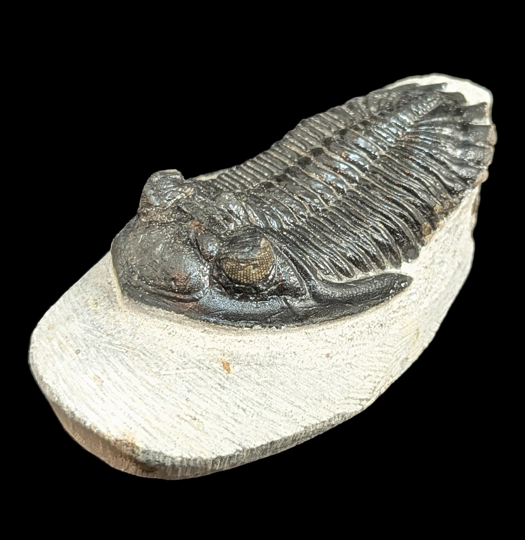 Hollardops Trilobite Fossil in Matrix - Authentic Prehistoric Specimen for Collectors, Education & Home Decor